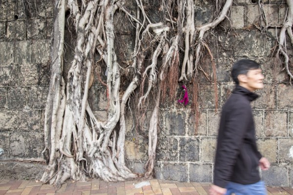 Wall Tree